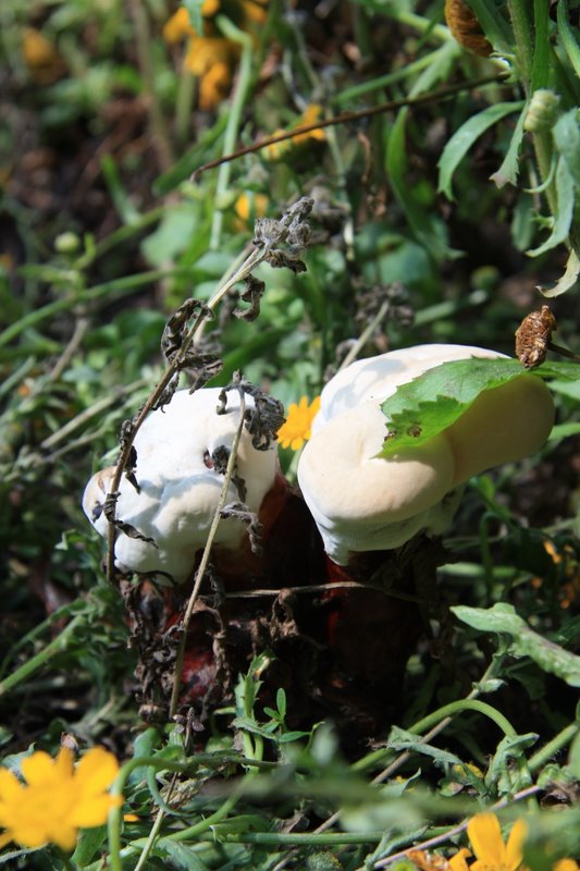 ??? (Ganoderma lucidum)